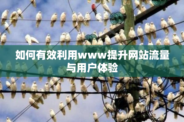如何有效利用www提升网站流量与用户体验