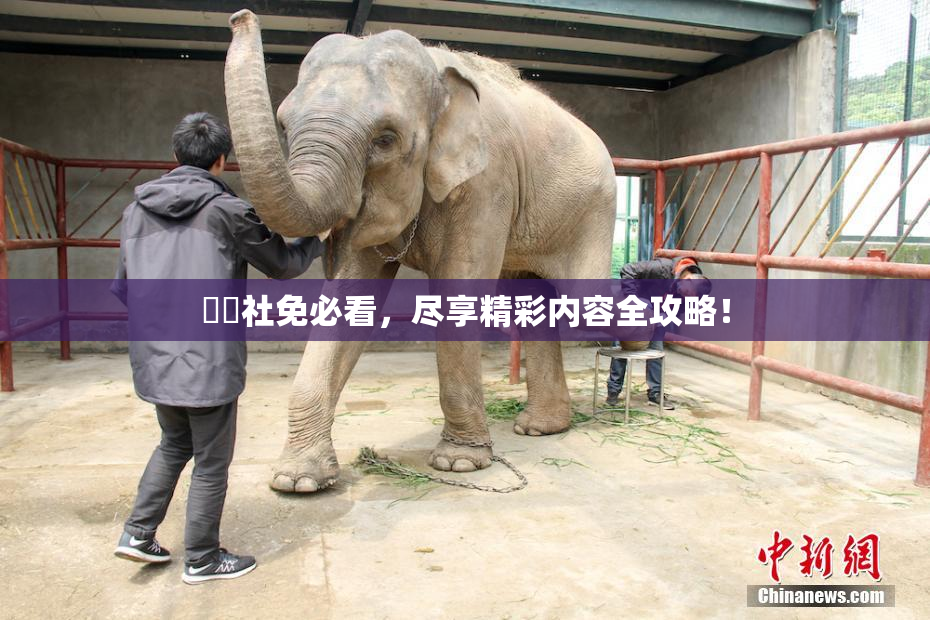擼擼社免必看，尽享精彩内容全攻略！