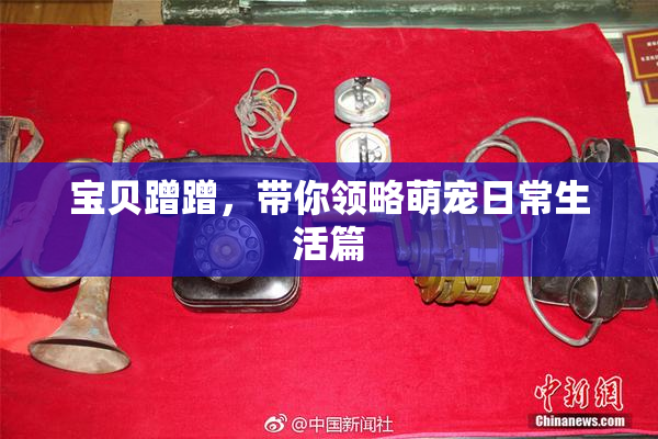 宝贝蹭蹭，带你领略萌宠日常生活篇
