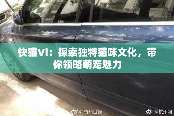 快猫Vi：探索独特猫咪文化，带你领略萌宠魅力