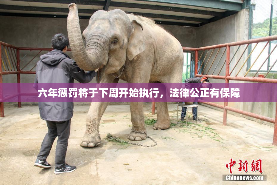 六年惩罚将于下周开始执行，法律公正有保障