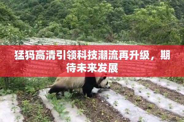 猛犸高清引领科技潮流再升级，期待未来发展