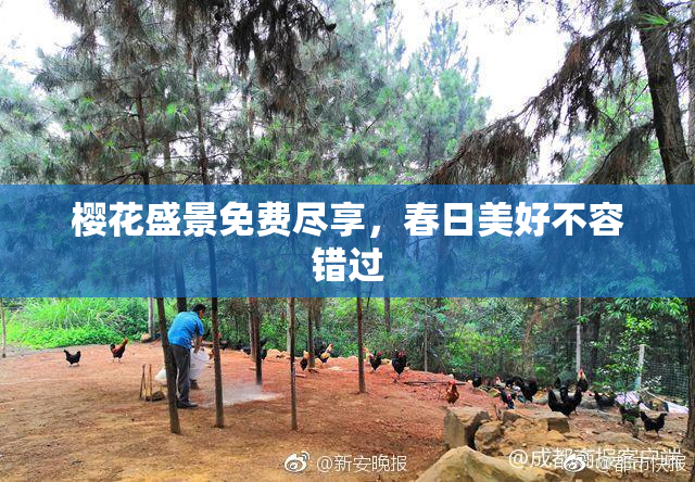 樱花盛景免费尽享，春日美好不容错过