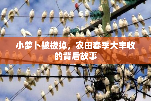 小萝卜被拔掉，农田春季大丰收的背后故事