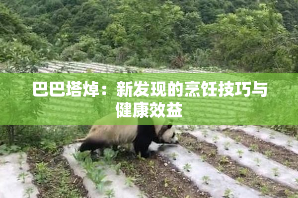 巴巴塔焯：新发现的烹饪技巧与健康效益