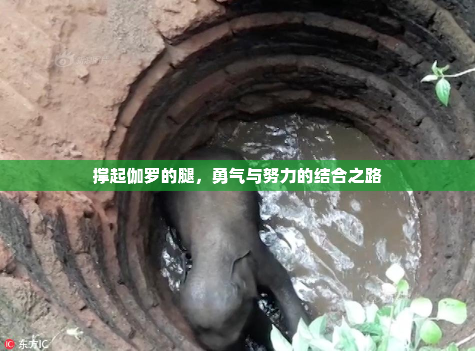 撑起伽罗的腿，勇气与努力的结合之路