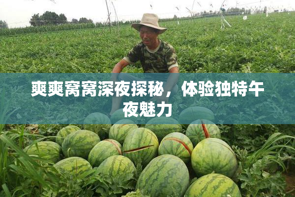 爽爽窝窝深夜探秘，体验独特午夜魅力