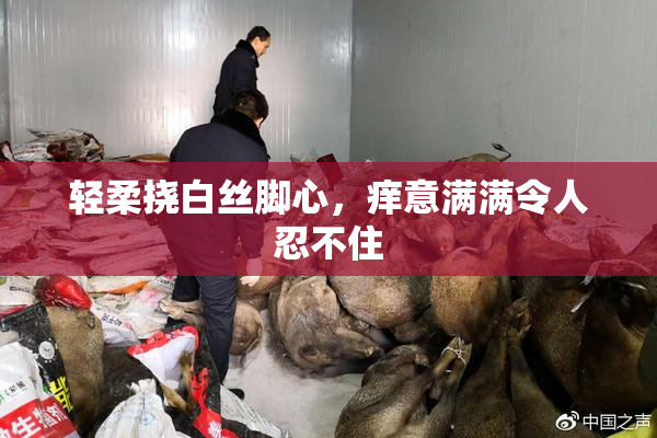 轻柔挠白丝脚心，痒意满满令人忍不住
