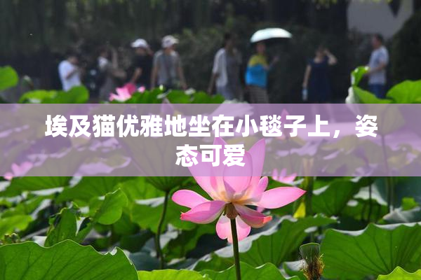 埃及猫优雅地坐在小毯子上，姿态可爱