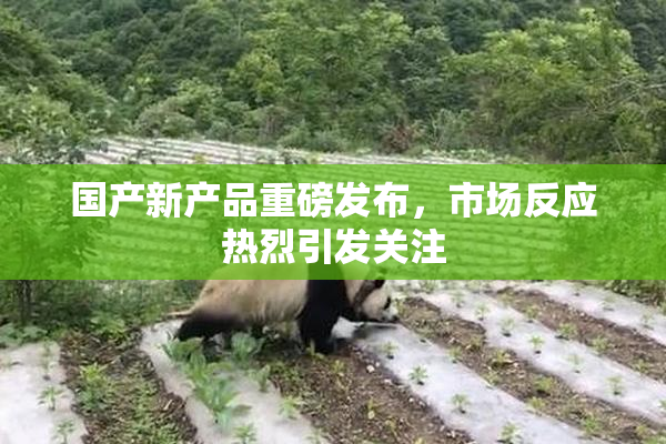 国产新产品重磅发布，市场反应热烈引发关注