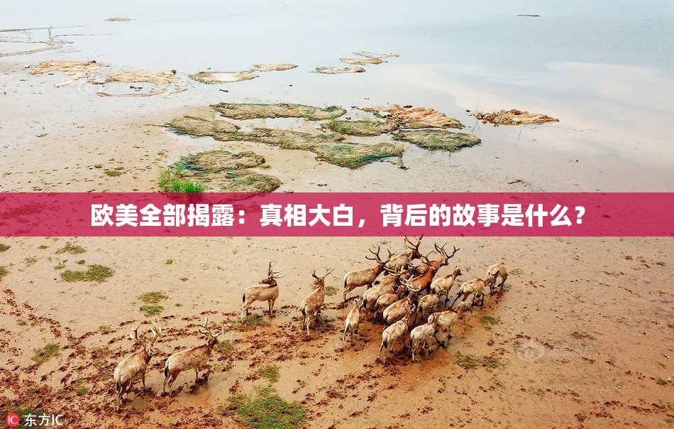 欧美全部揭露：真相大白，背后的故事是什么？