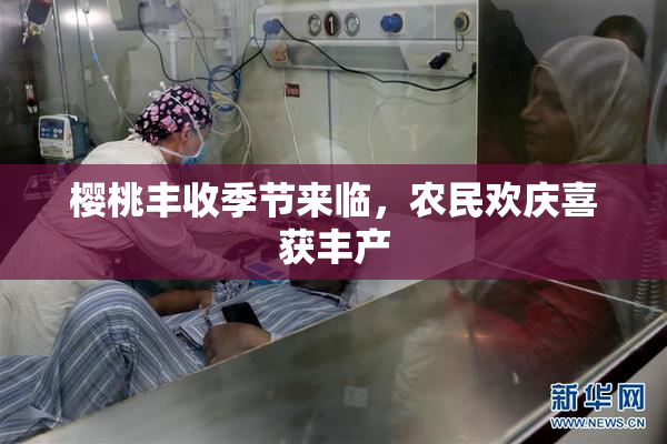 樱桃丰收季节来临，农民欢庆喜获丰产