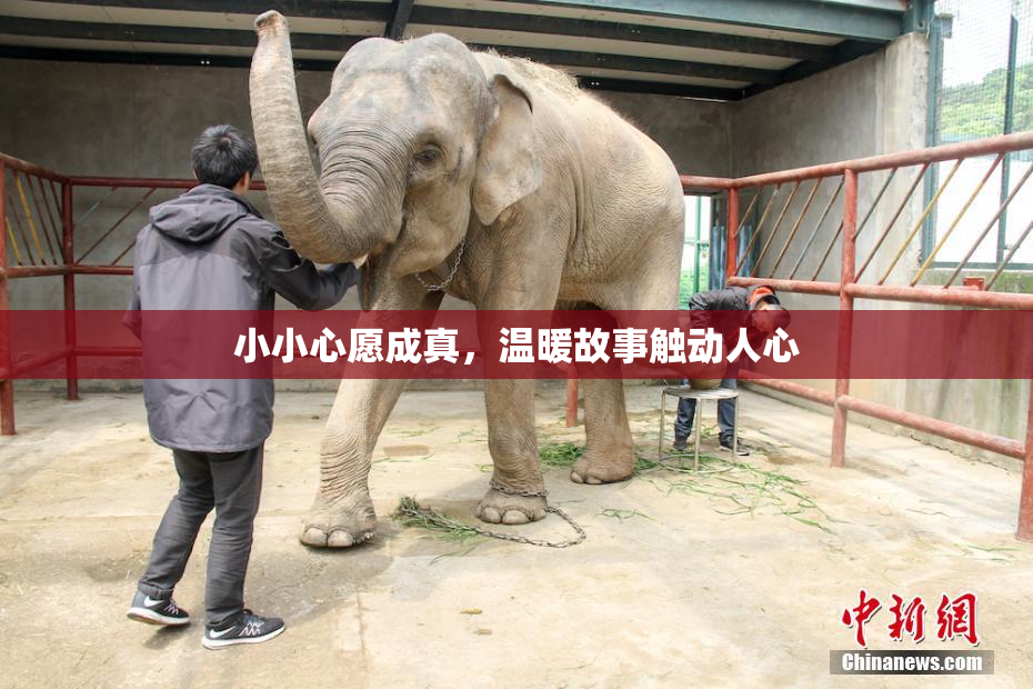 小小心愿成真，温暖故事触动人心