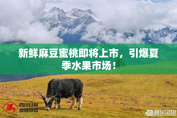 新鲜麻豆蜜桃即将上市，引爆夏季水果市场！