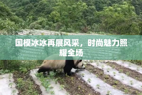 国模冰冰再展风采，时尚魅力照耀全场