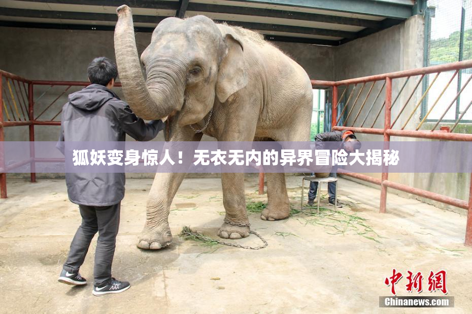 狐妖变身惊人！无衣无内的异界冒险大揭秘