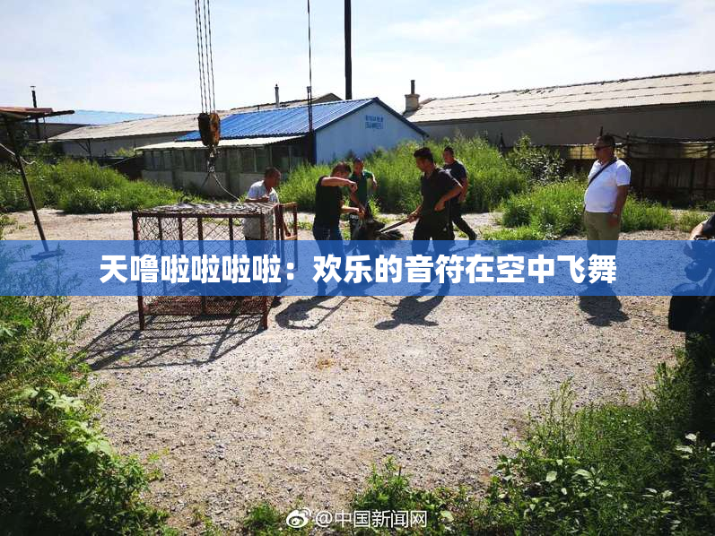 天噜啦啦啦啦：欢乐的音符在空中飞舞