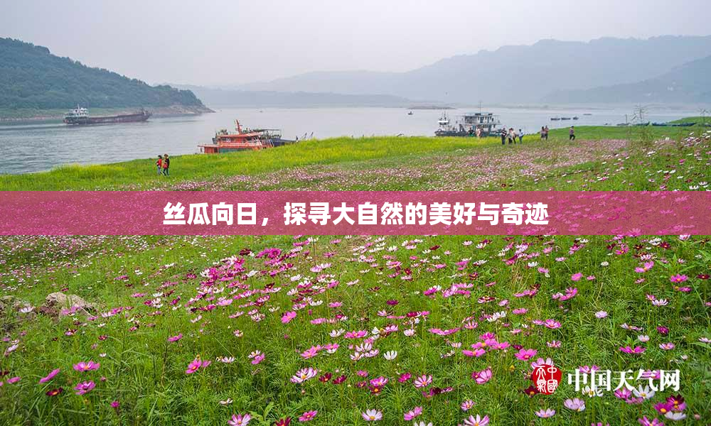 丝瓜向日，探寻大自然的美好与奇迹