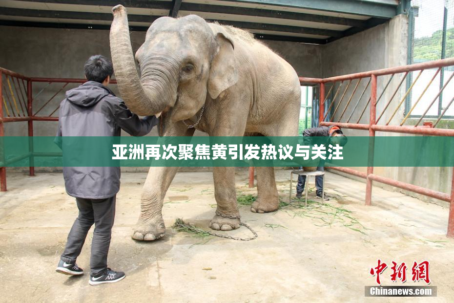 亚洲再次聚焦黄引发热议与关注