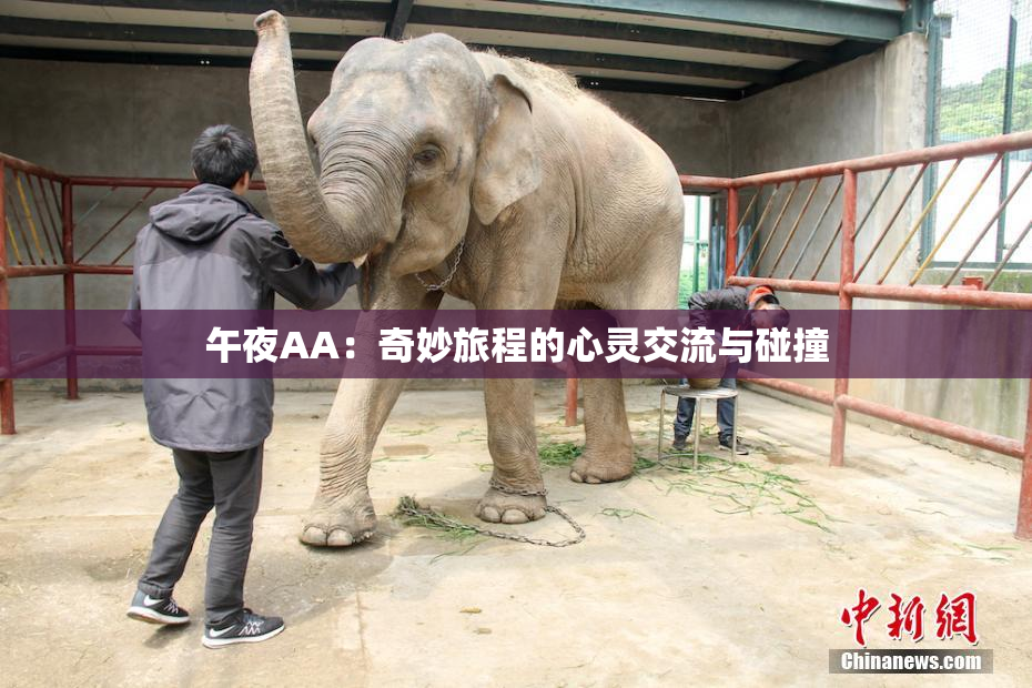 午夜AA：奇妙旅程的心灵交流与碰撞