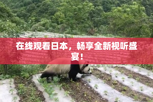 在线观看日本，畅享全新视听盛宴！