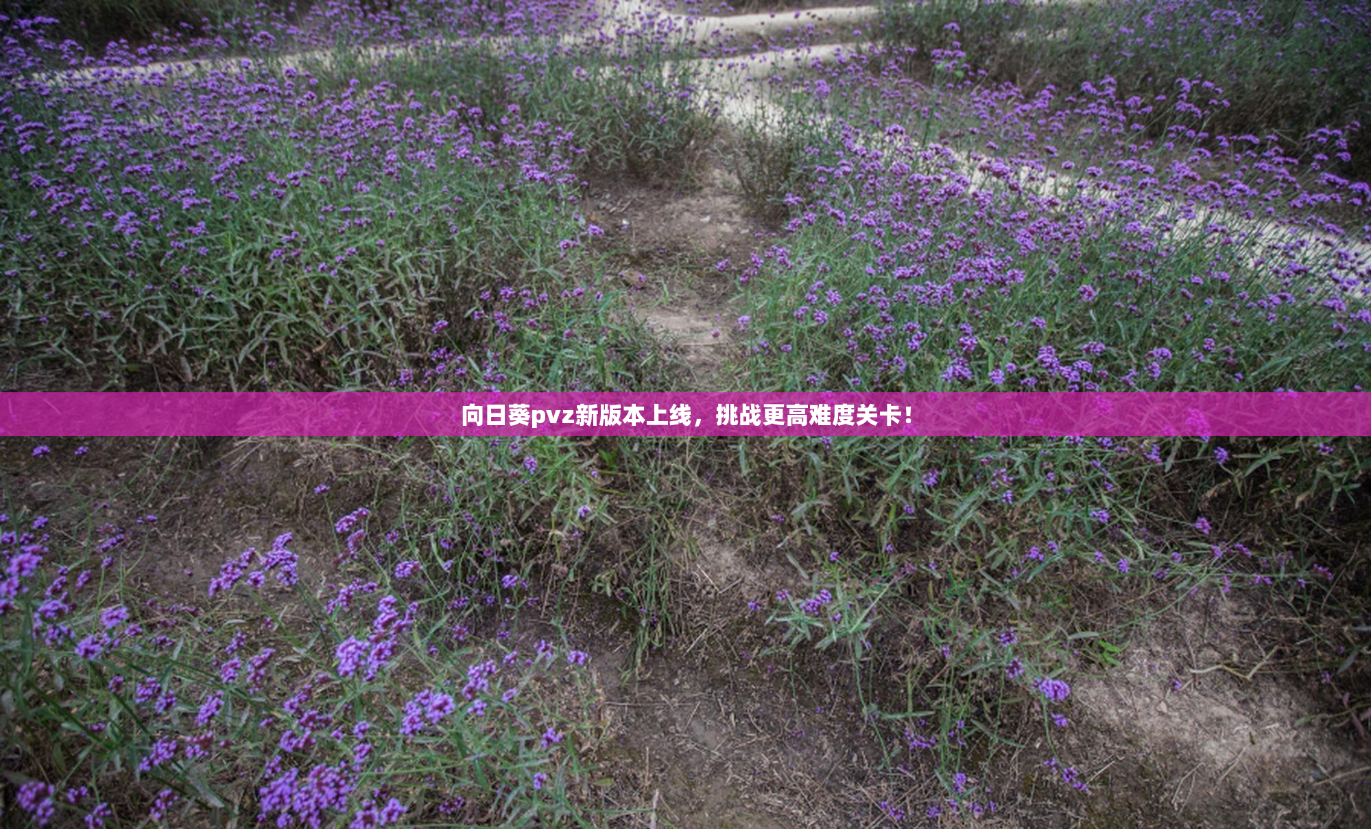 向日葵pvz新版本上线，挑战更高难度关卡！