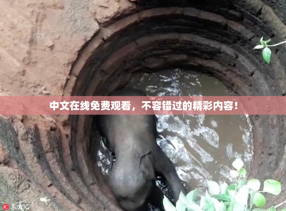 中文在线免费观看，不容错过的精彩内容！
