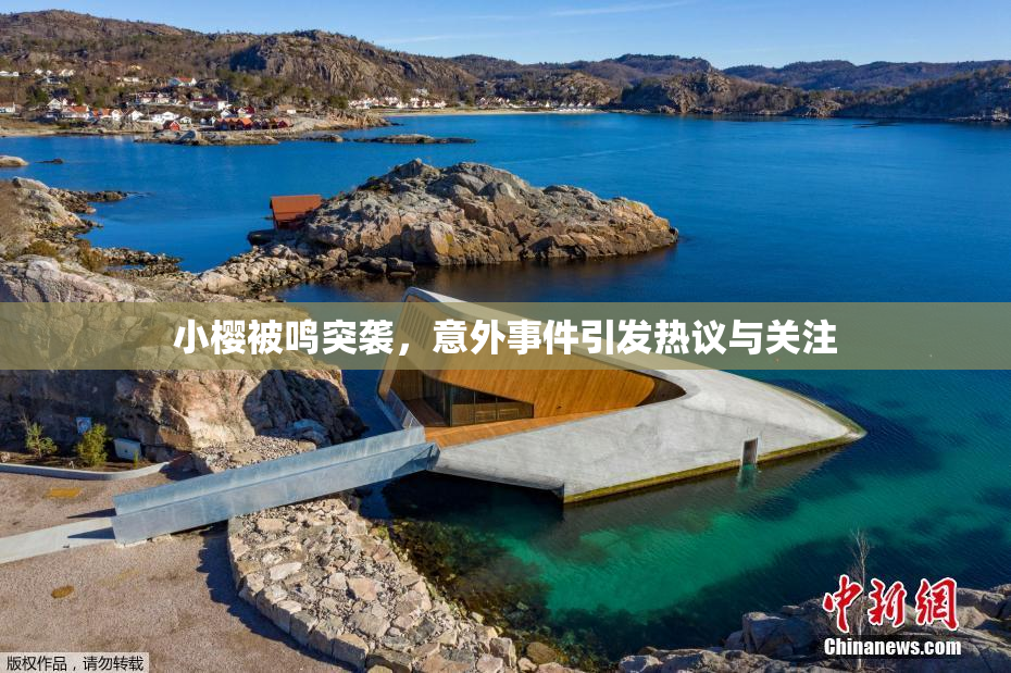 小樱被鸣突袭，意外事件引发热议与关注