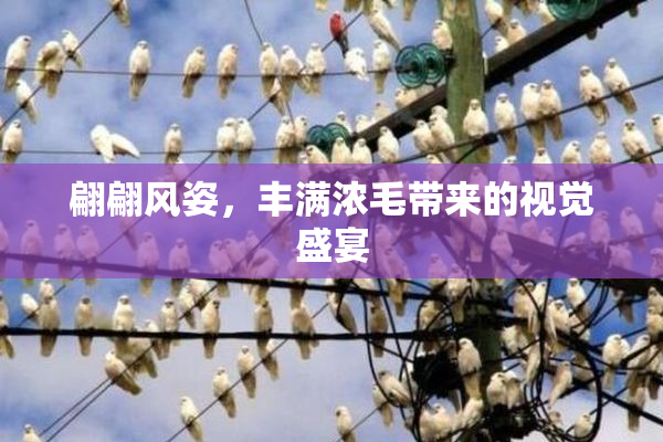 翩翩风姿，丰满浓毛带来的视觉盛宴
