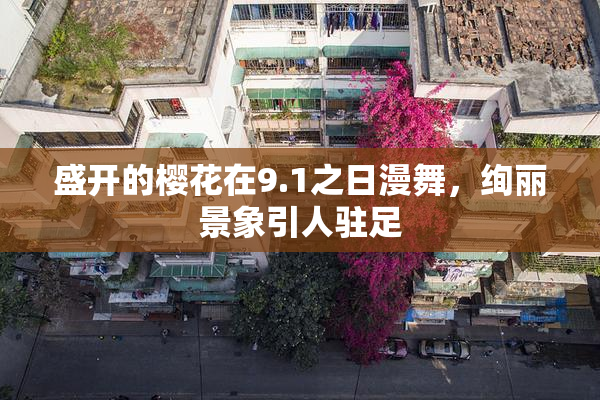 盛开的樱花在9.1之日漫舞，绚丽景象引人驻足