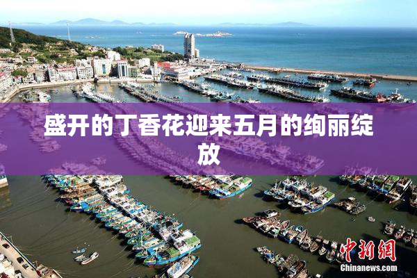 盛开的丁香花迎来五月的绚丽绽放