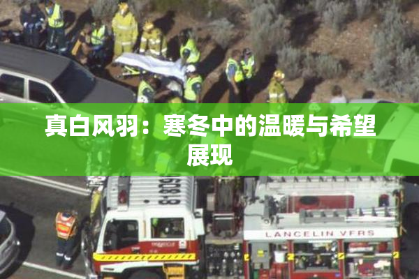 真白风羽：寒冬中的温暖与希望展现