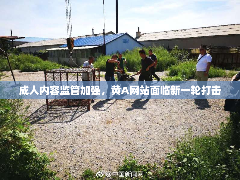 成人内容监管加强，黄A网站面临新一轮打击