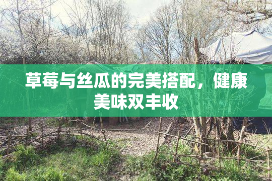 草莓与丝瓜的完美搭配，健康美味双丰收