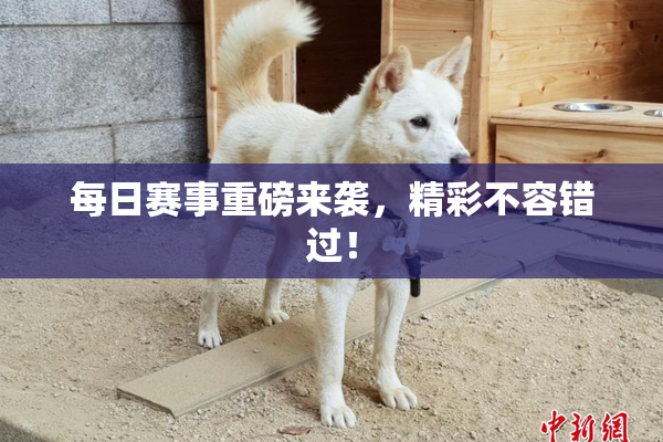 每日赛事重磅来袭，精彩不容错过！