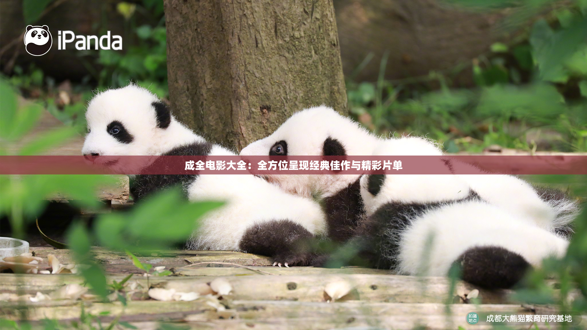 成全电影大全：全方位呈现经典佳作与精彩片单
