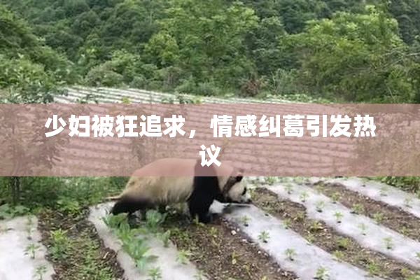 少妇被狂追求，情感纠葛引发热议