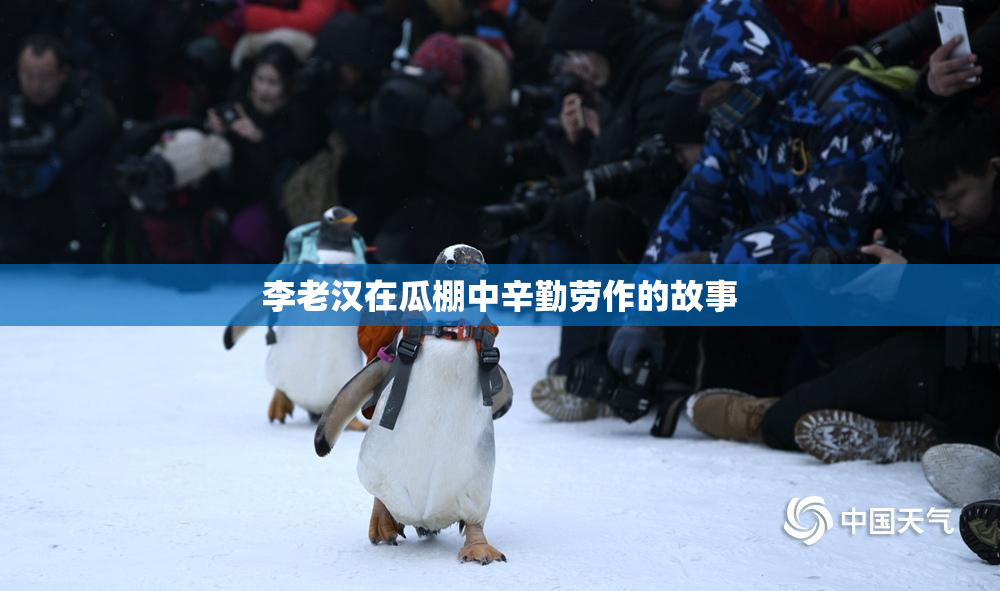 李老汉在瓜棚中辛勤劳作的故事