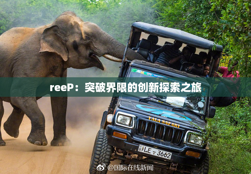 reeP：突破界限的创新探索之旅