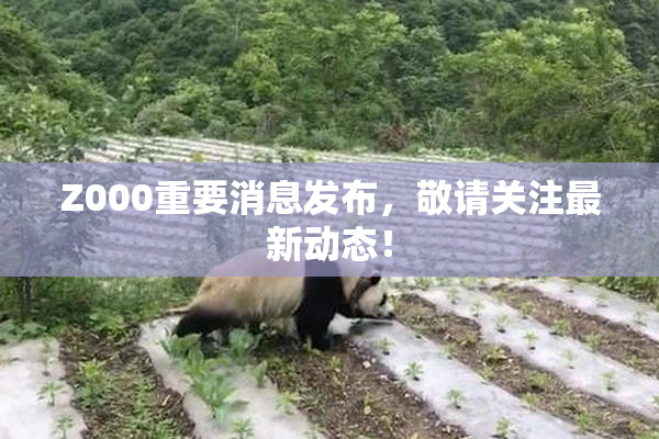 Z000重要消息发布，敬请关注最新动态！