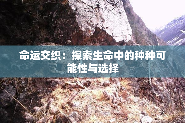 命运交织：探索生命中的种种可能性与选择