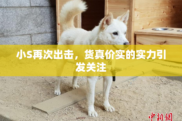 小S再次出击，货真价实的实力引发关注