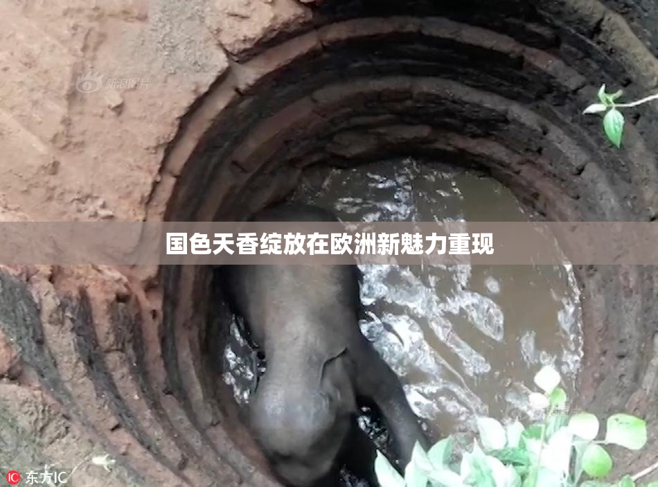 国色天香绽放在欧洲新魅力重现