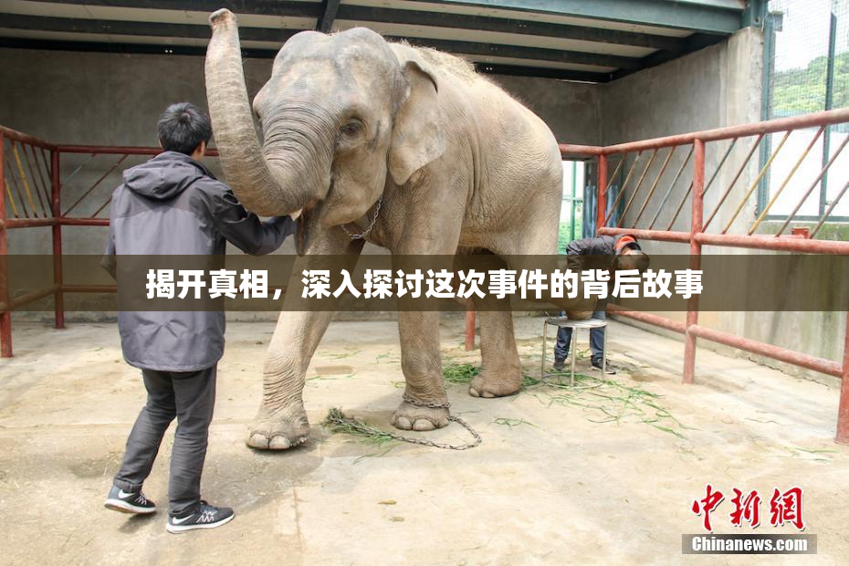 揭开真相，深入探讨这次事件的背后故事