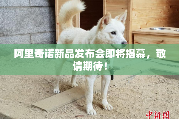 阿里奇诺新品发布会即将揭幕，敬请期待！