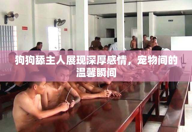 狗狗舔主人展现深厚感情，宠物间的温馨瞬间