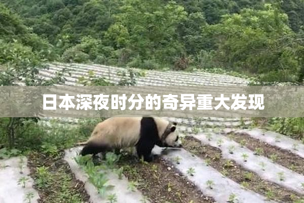 日本深夜时分的奇异重大发现
