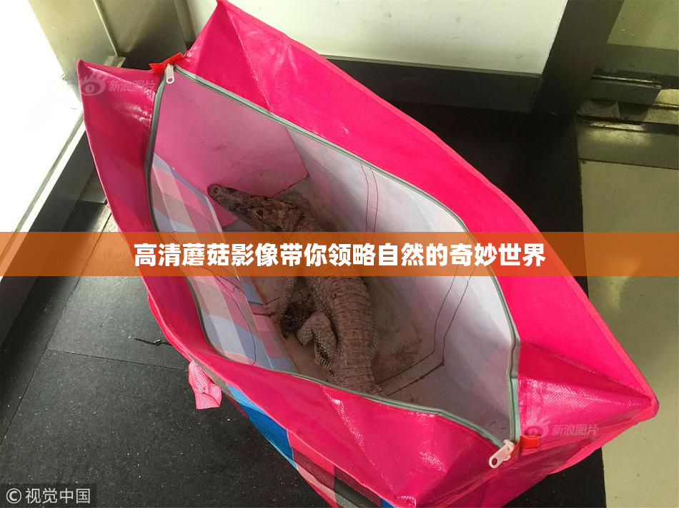 高清蘑菇影像带你领略自然的奇妙世界
