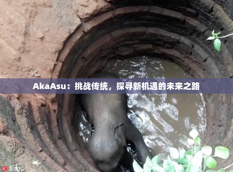 AkaAsu：挑战传统，探寻新机遇的未来之路