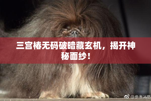 三宫椿无码破暗藏玄机，揭开神秘面纱！